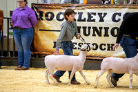 Hockley Co Lambs